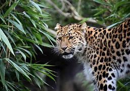 Image result for Leopard Dynamic