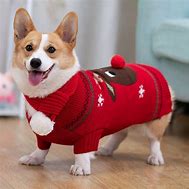 Image result for Corgi in Clothes