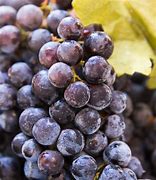 Image result for Yeast On Grapes