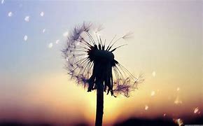 Image result for Aesthetic Dandelion Desktop Wallpaper