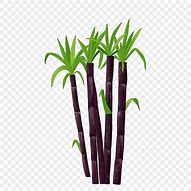 Image result for Pokok Tebu Drawing