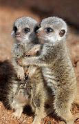 Image result for Baby Animal Hugables