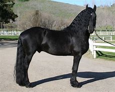 Image result for Friesian Horse Wallpaper