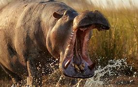 Image result for Monster Hippo