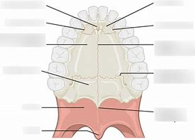 Image result for Palate Shape