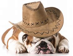 Image result for Dog Cowboy Hat