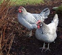 Image result for Blue Chicken Breeds With