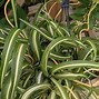 Image result for Do Spider Plants Flower