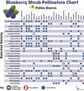 Image result for Blueberry Pollination Bees