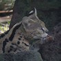 Image result for Serval Pictures