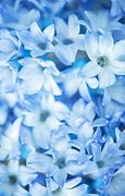 Image result for Natural Blue Flowers