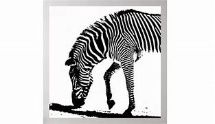 Image result for Zebra Shadow