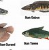 Image result for Macam Ikan