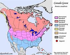 Image result for Canada Goose Species