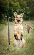 Image result for Funniest German Shepherds