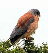 Image result for Lesser Kestrel Male