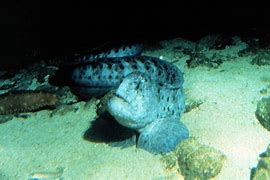 Image result for Deep Sea Wolf Eel