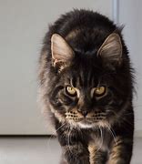 Image result for Black and Brown Tabby Cat