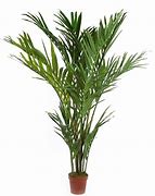 Image result for Bunga Ng Palmera