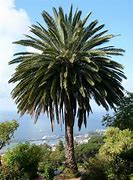 Image result for Bunga Ng Palmera