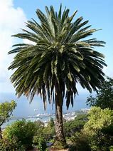 Image result for Palmera Plant Pic