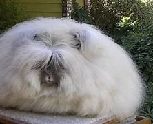 Image result for Fluffy Rabbit