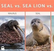 Image result for Seal Walrus Mix