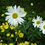 Image result for Flower Garden Screensavers Free