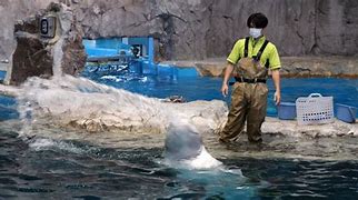 Image result for Nagoya Aquarium