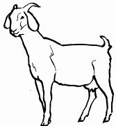 Image result for Brown N White Male Goat