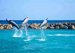 Image result for Curacao Aquarium