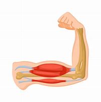 Image result for Muscle Clip Art Free