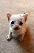 Image result for Scrungly Kitten