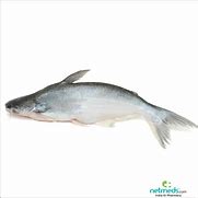 Image result for Wachoma Fish