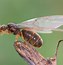 Image result for Flying Ant Bee