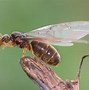 Image result for A Flying Ant