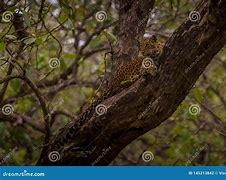 Image result for Leopard Sitting in Tree