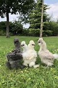 Image result for Cute Silkie Chickens