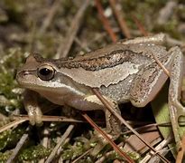 Image result for Flat Brown Frog