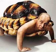 Image result for Turtle Man Show