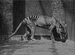 Image result for Thylacine London Zoo