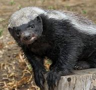 Image result for Desert Badger