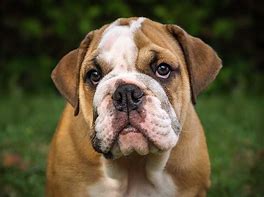 Image result for Bulldog WIU