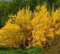 Image result for Bright Yellow Green Shrubs