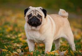 Image result for Tipos De Pug