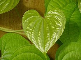 Image result for Greenheart Tree Leaf