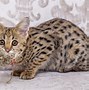 Image result for Serval Savannah Cat