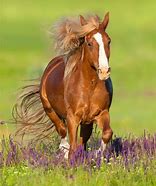 Image result for Horse with Flowers in Mane