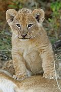 Image result for male lion cub names