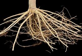 Image result for Citrus Plant Stem